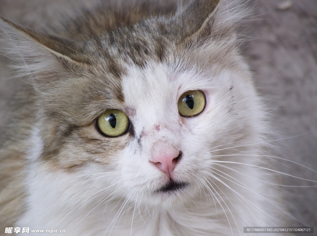 猫