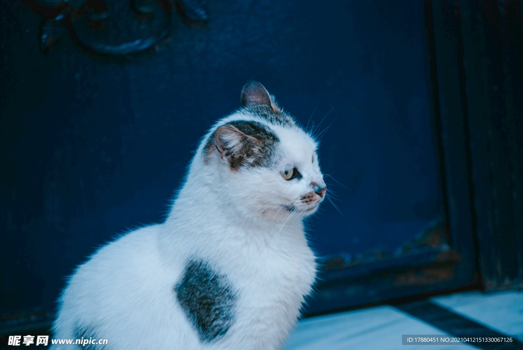 猫