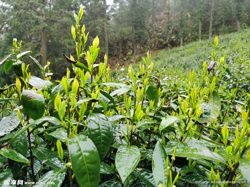 茶叶嫩芽