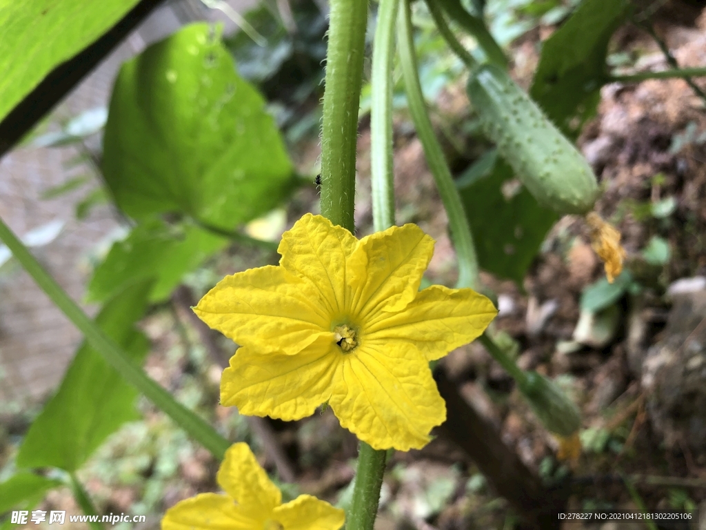 黄瓜花