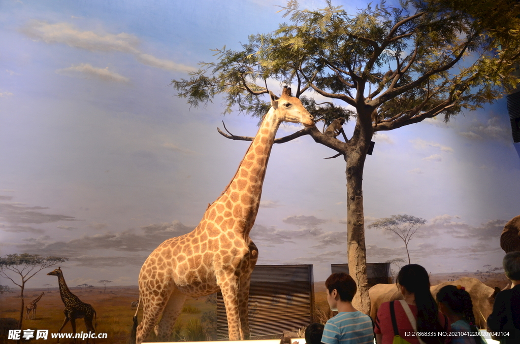 上海自然博物馆图片素材动物摄影