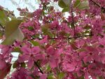 紫花树