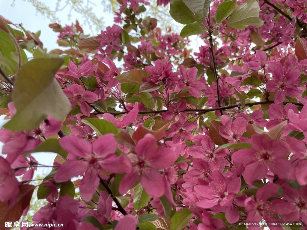 紫花树