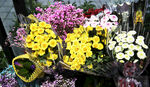 雏菊鲜花