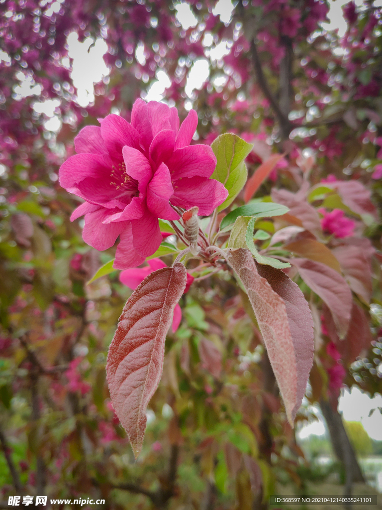 海棠花