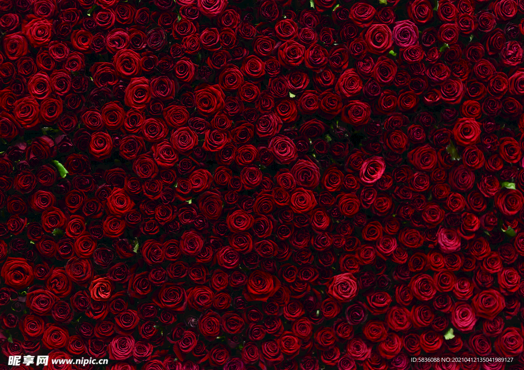 玫瑰花墙装饰背景