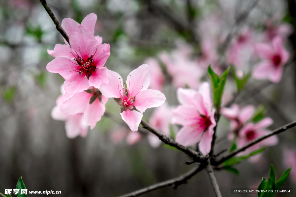 桃花