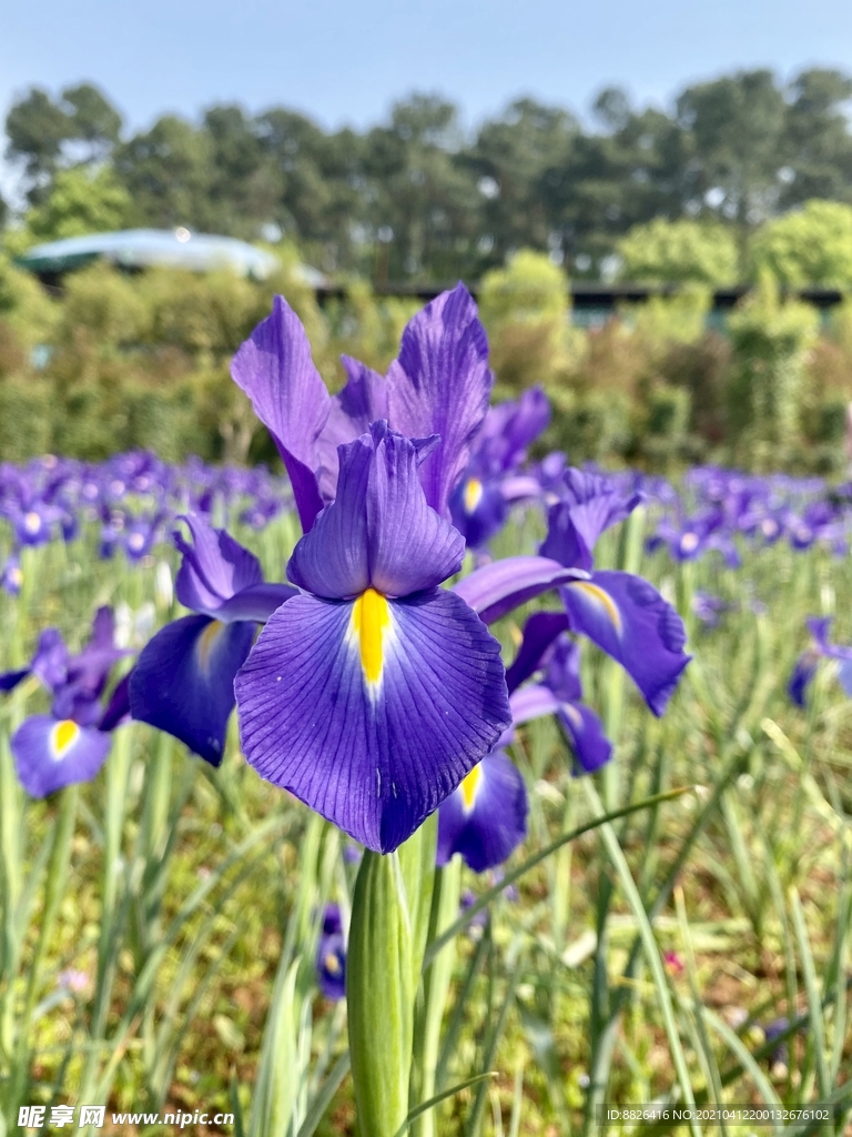 鸢尾花