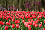 郁金香花海