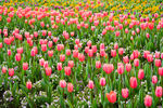 郁金香花海