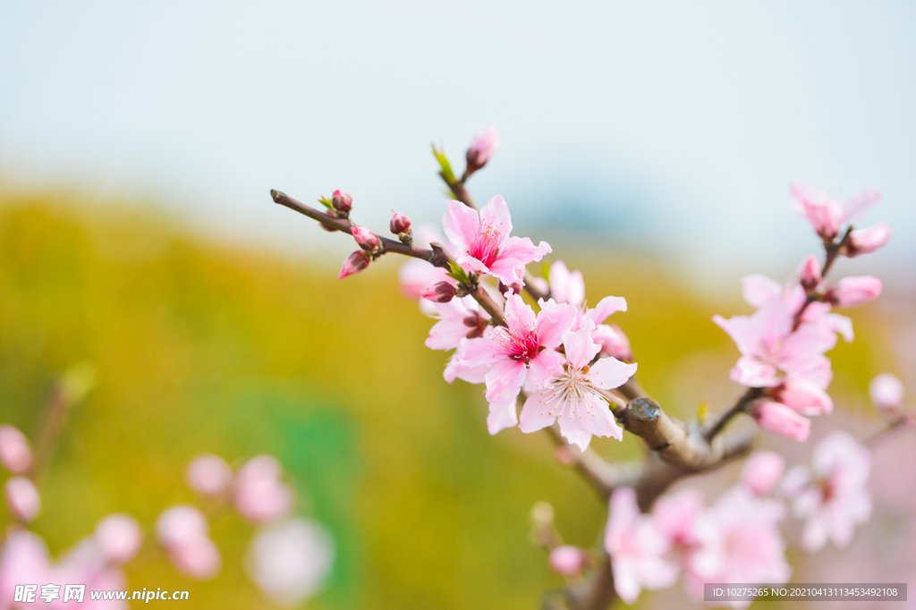 春天里的粉色桃花