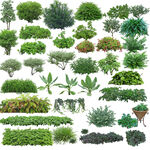 景观绿化 植物 效果图