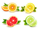 橙子西柚柠檬水果矢量图
