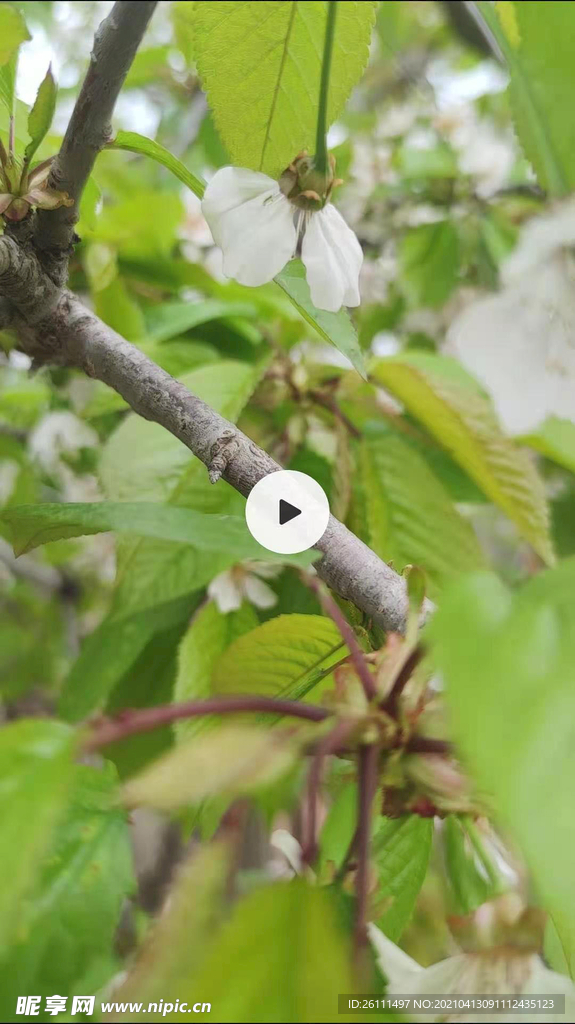 樱花