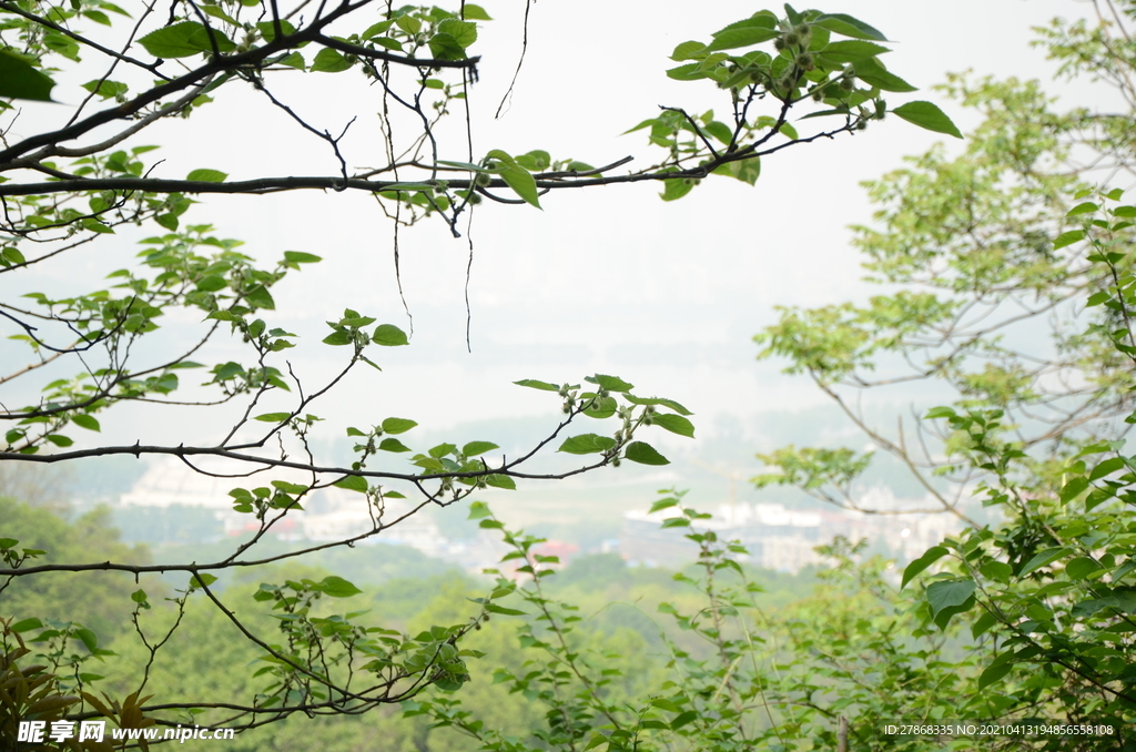 山上树木绿色植物大树风景