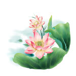 夏季荷叶元素