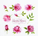 粉色花园玫瑰花