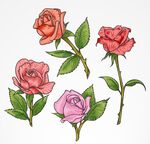 彩色单枝玫瑰花