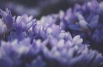 番红花