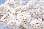 日本樱花盛开