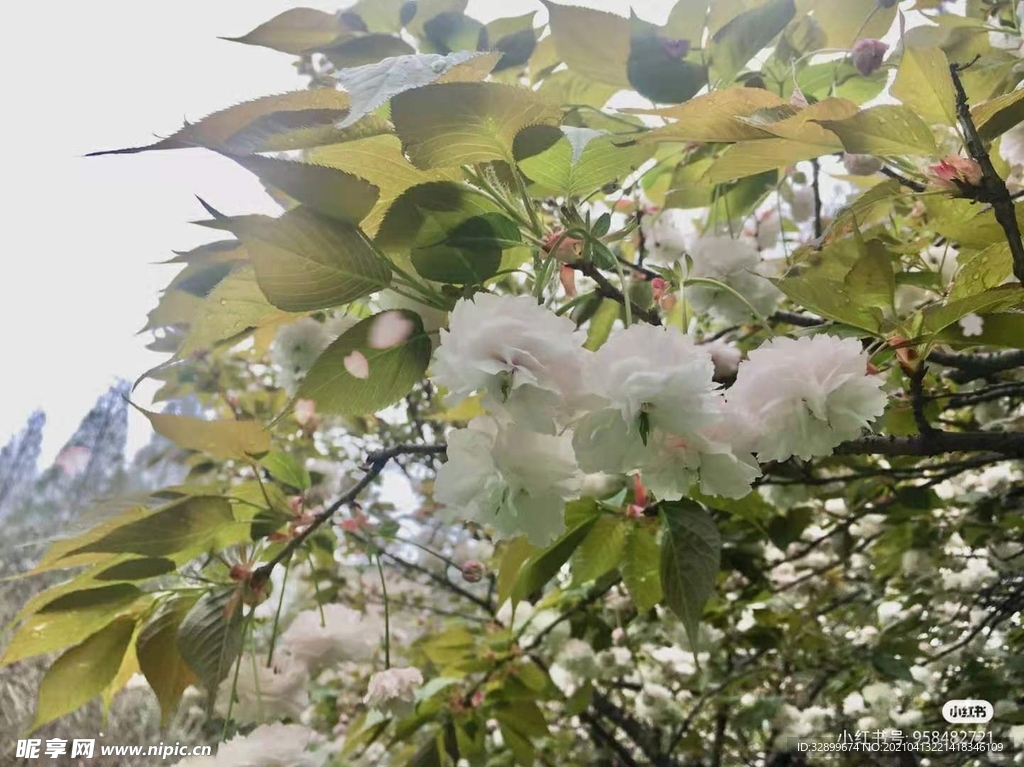 迎面一枝花