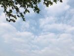 海棠花树蓝天白云