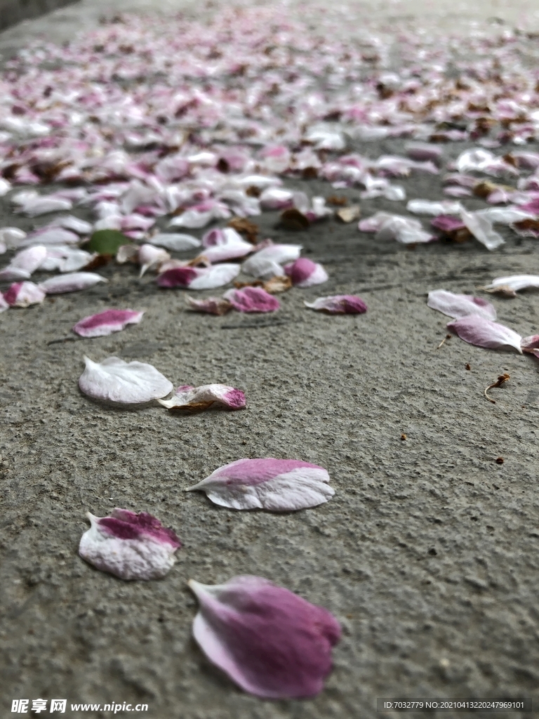 一地花瓣 落地海棠花