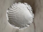 石膏制作而成的贝壳化石