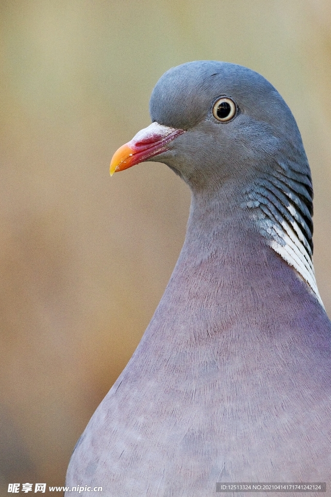 鸽子