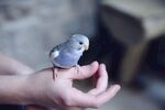 鹦鹉