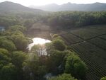茶园鸟瞰航拍茶田航拍茶园
