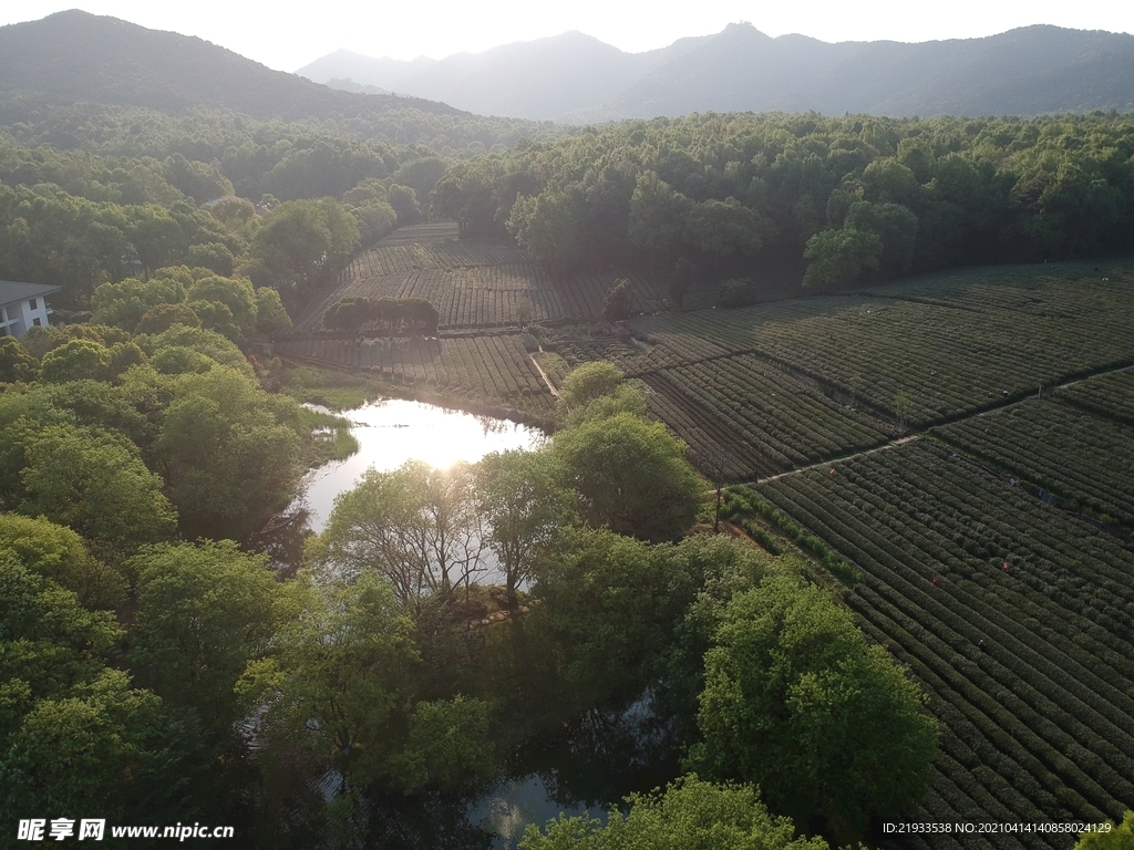 茶园鸟瞰航拍茶田航拍茶园