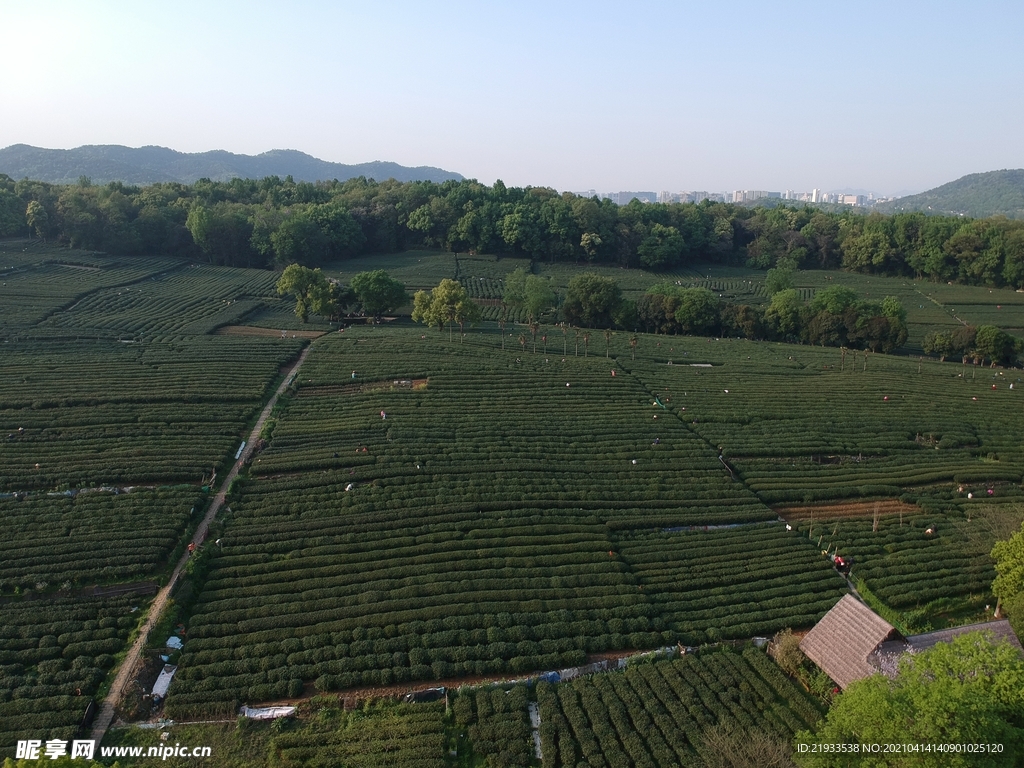 茶园鸟瞰航拍茶田航拍茶园