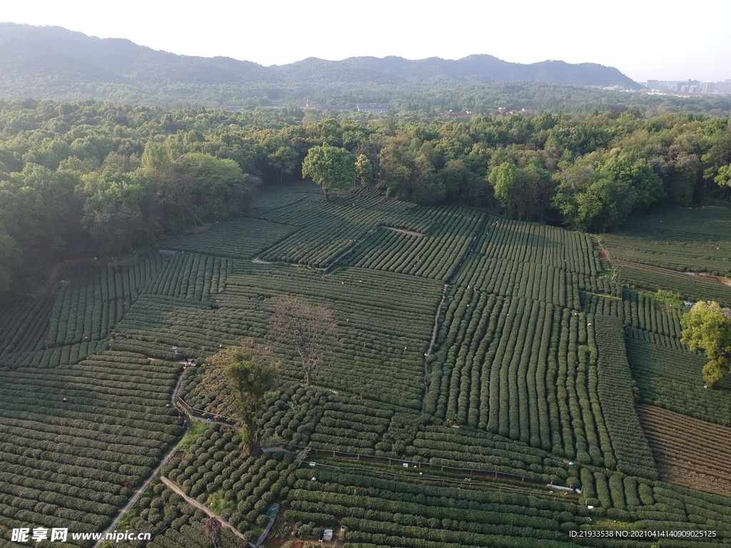 茶园鸟瞰航拍茶田航拍鸟瞰茶田