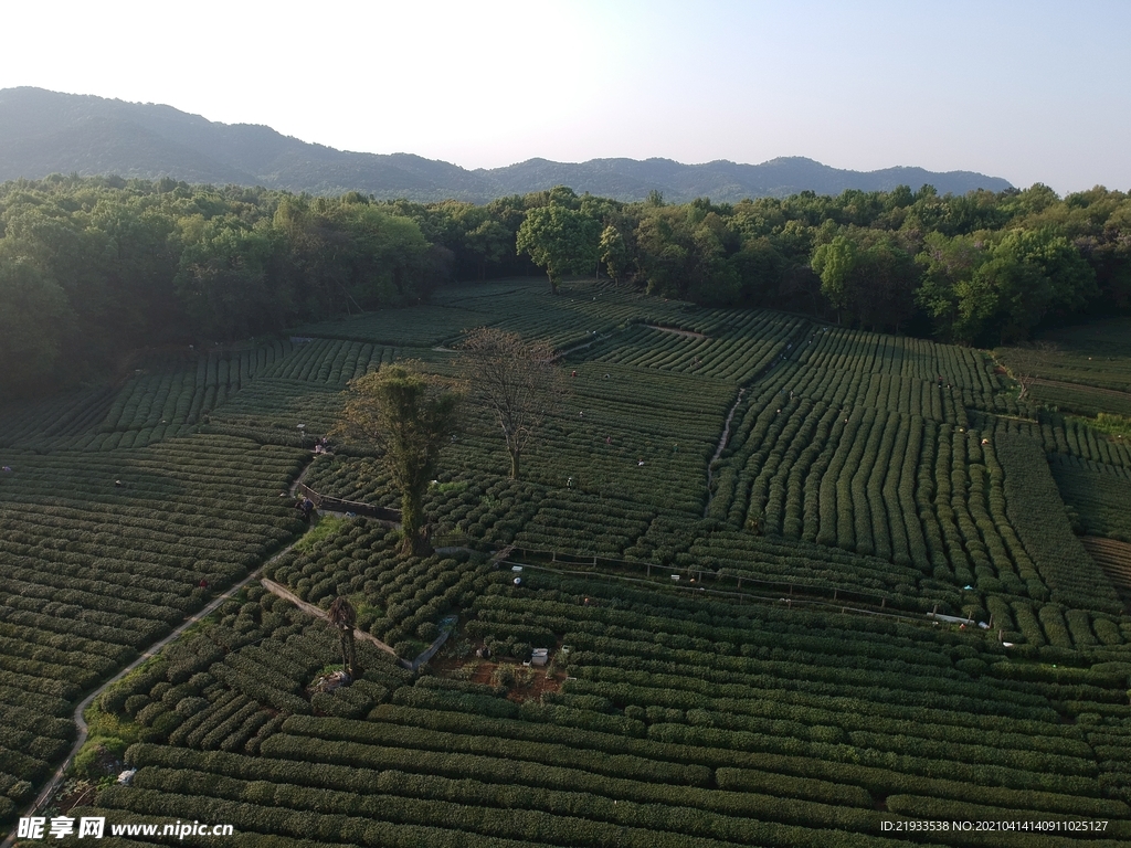 茶园鸟瞰航拍茶田航拍鸟瞰茶田