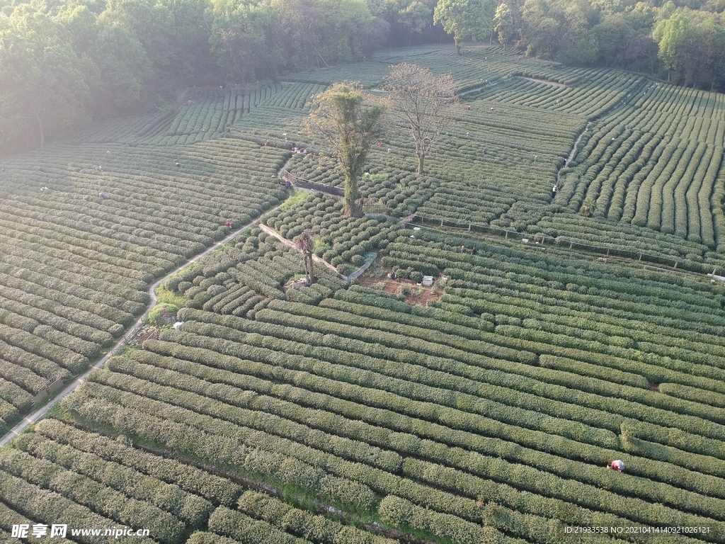 茶园鸟瞰航拍茶田航拍鸟瞰茶田