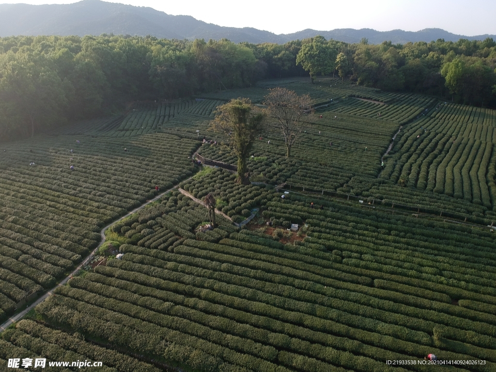 茶园鸟瞰航拍茶田航拍鸟瞰茶田