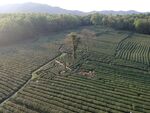 茶园鸟瞰航拍茶田航拍鸟瞰茶田