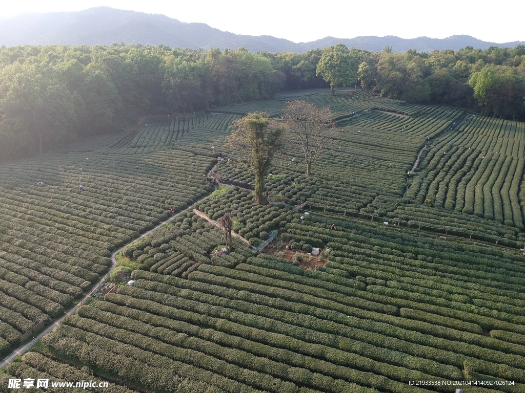 茶园鸟瞰航拍茶田航拍鸟瞰茶田