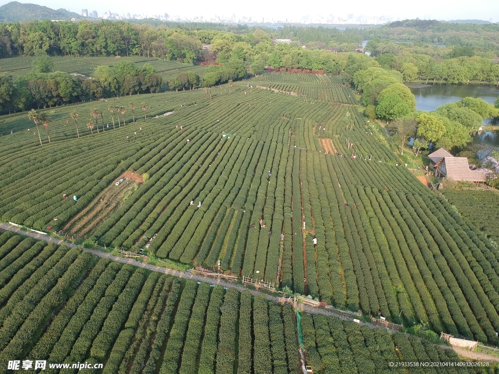 茶园鸟瞰航拍茶田航拍鸟瞰茶田