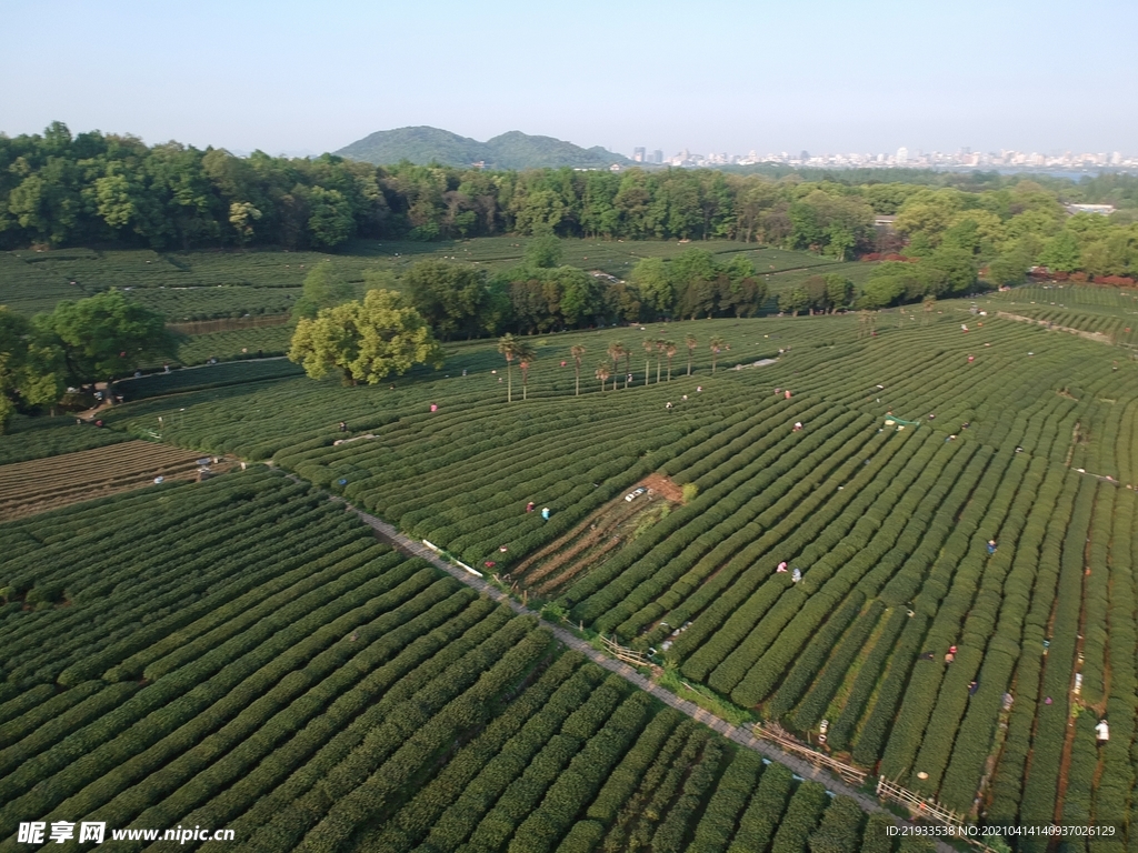 茶园鸟瞰航拍茶田航拍鸟瞰茶田