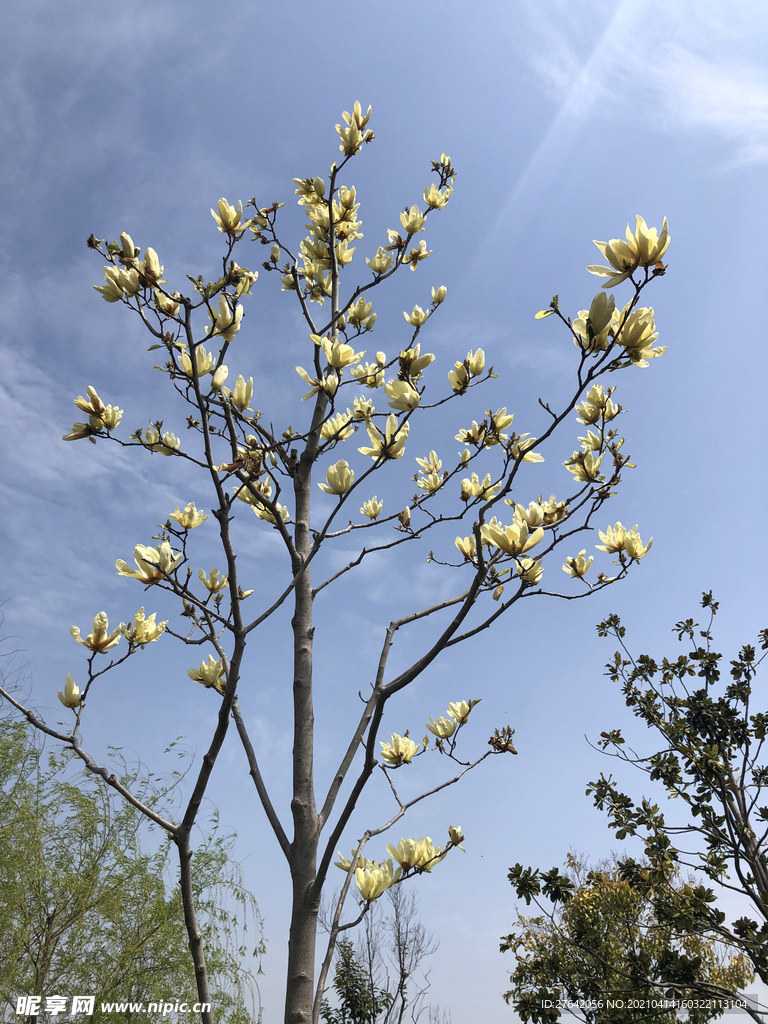 树花