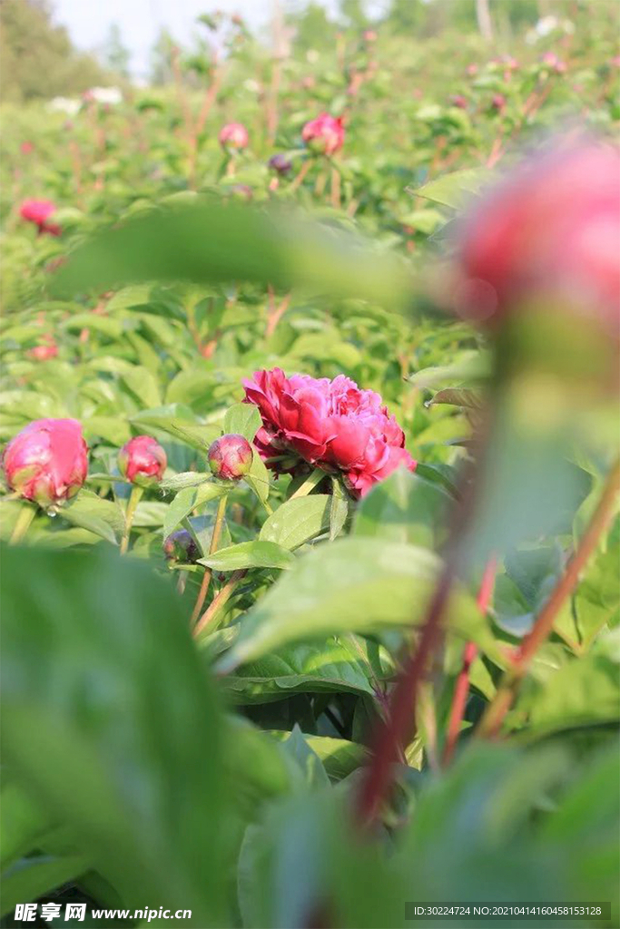 牡丹花