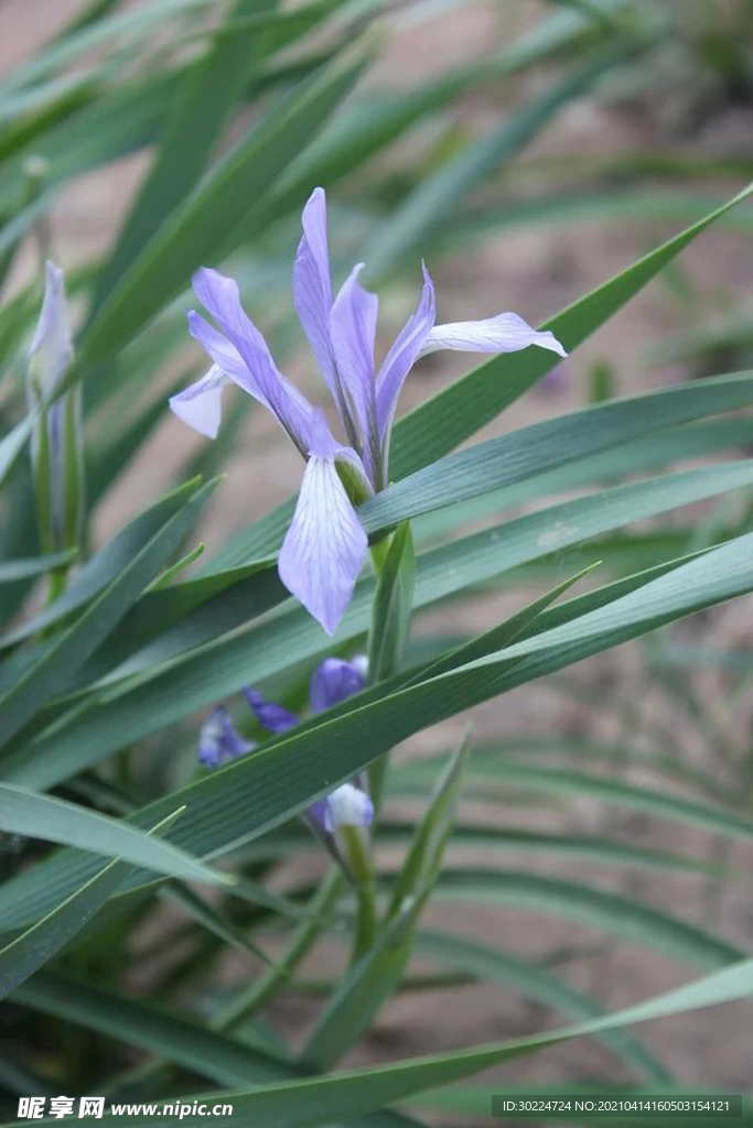 栀子花