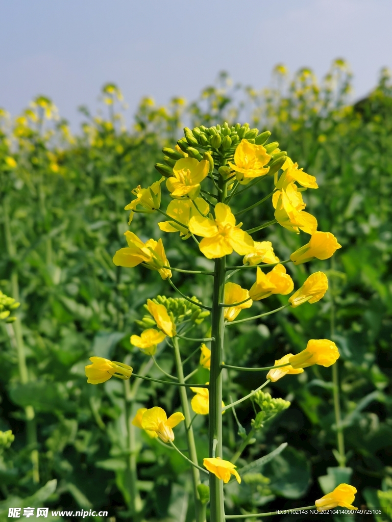 油菜花