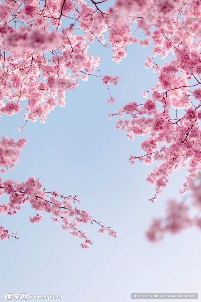 樱花