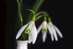 雪花莲
