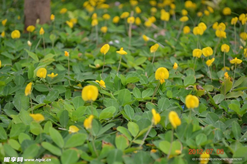 繁花点点