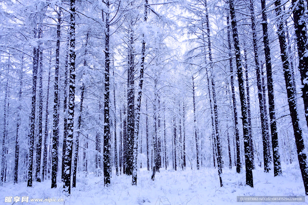 雪树