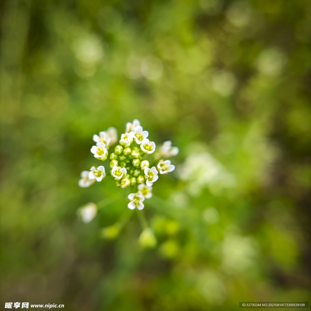 漂亮的花花